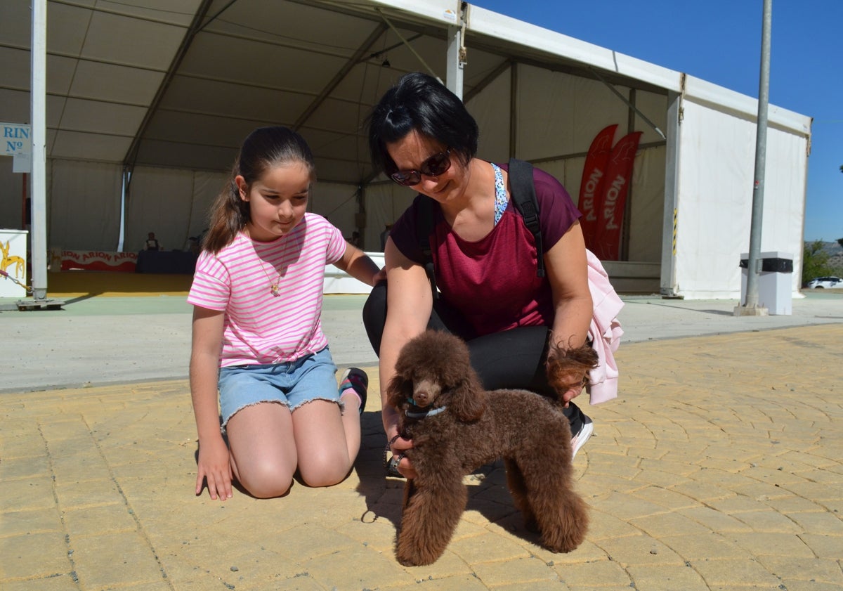 Imagen principal - En la primera imagen, María Garrido junto a su hija y su Caniche toy; en la segunda imagen, la exhibición por parte de Adiestramiento Canino Scan, y en la tercera imagen, José Manuel Salmoral junto a sus Bretones de Trassiera.