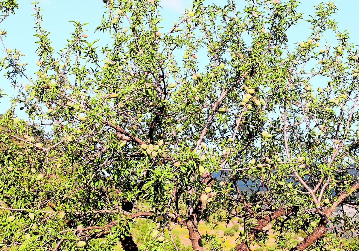 El almendro es uno de los cultivos más tradicionales de la región.