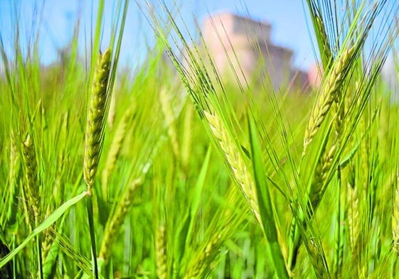 Campo de cereales.