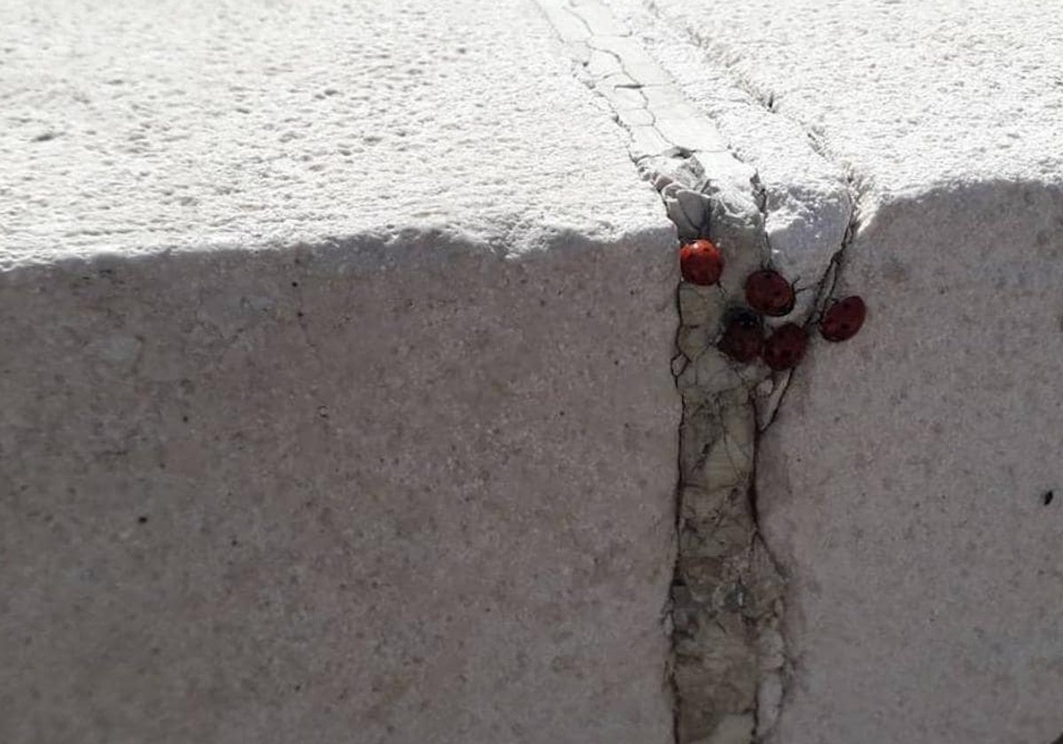 Grupo de mariquitas en el paseo marítimo de Huelin, en Málaga capital.