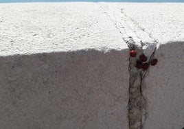 Grupo de mariquitas en el paseo marítimo de Huelin, en Málaga capital.