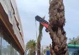 Trabajos de reposición de las palmeras.