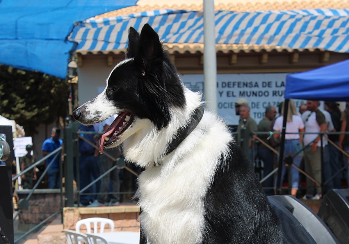 Uno de los ejemplares participantes en la feria canina.