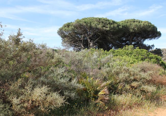 La vegetación es frondosa y variada en distintos puntos del recorrido.