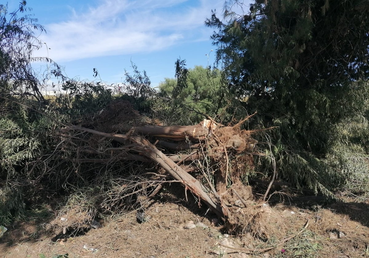 Imagen principal - Más imágenes del estado de la calzada de la carretera Campo de Golf. 