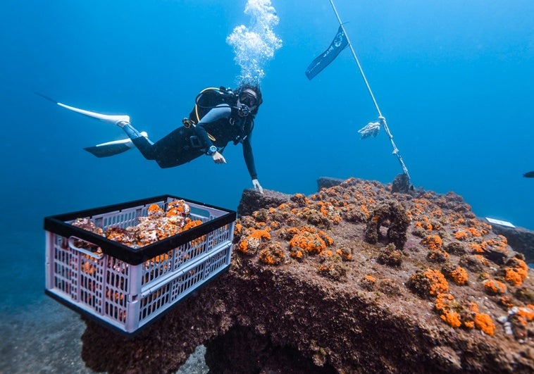 Imagen de los trabajos para la siembra y repoblación con corales naranja en el paraje natural de Maro-Cerro Gordo.