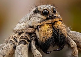 Imagen de un ejemplar de araña lobo fotografiado por el malagueño Javier Rupérez con su técnica del macro extremo.