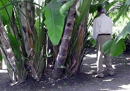 Orinar en la vía pública conllevó 350 multas en Málaga en el último semestre.