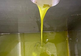 Las reservas de aceite en las almazaras de Málaga están bajo mínimos.