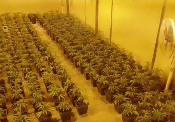 Imagen de archivo de una plantación ilegal de marihuana