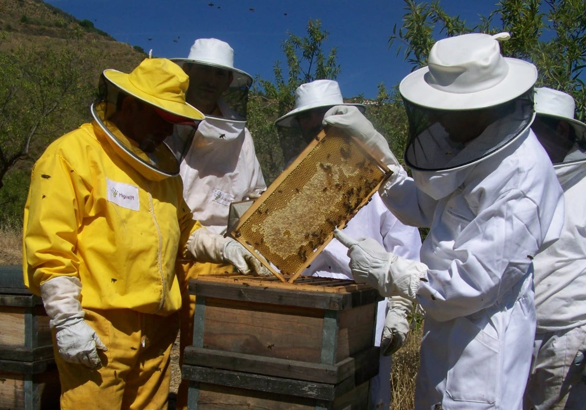 Apicultores de la Axarquía manejando las colmenas para la producción de miel.