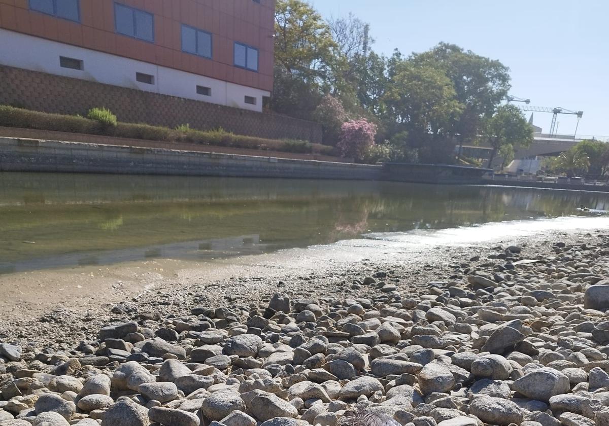 Algunas aves muertas en los aledaños del lago del PTA.