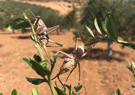 Ortópteros sobre los cultivos de un agricultor de Alozaina.