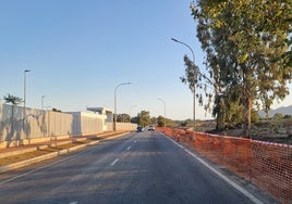 La imagen muestra alguno de los árboles que se han talado en la Carretera del Campo de Golf.