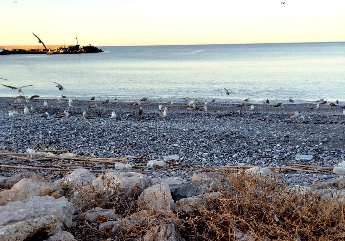 Restos vegetales y de plásticos en la playa junto al recinto portuario de Caleta de Vélez.