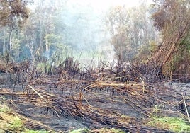 Imagen de la zona afectada por el incendio.