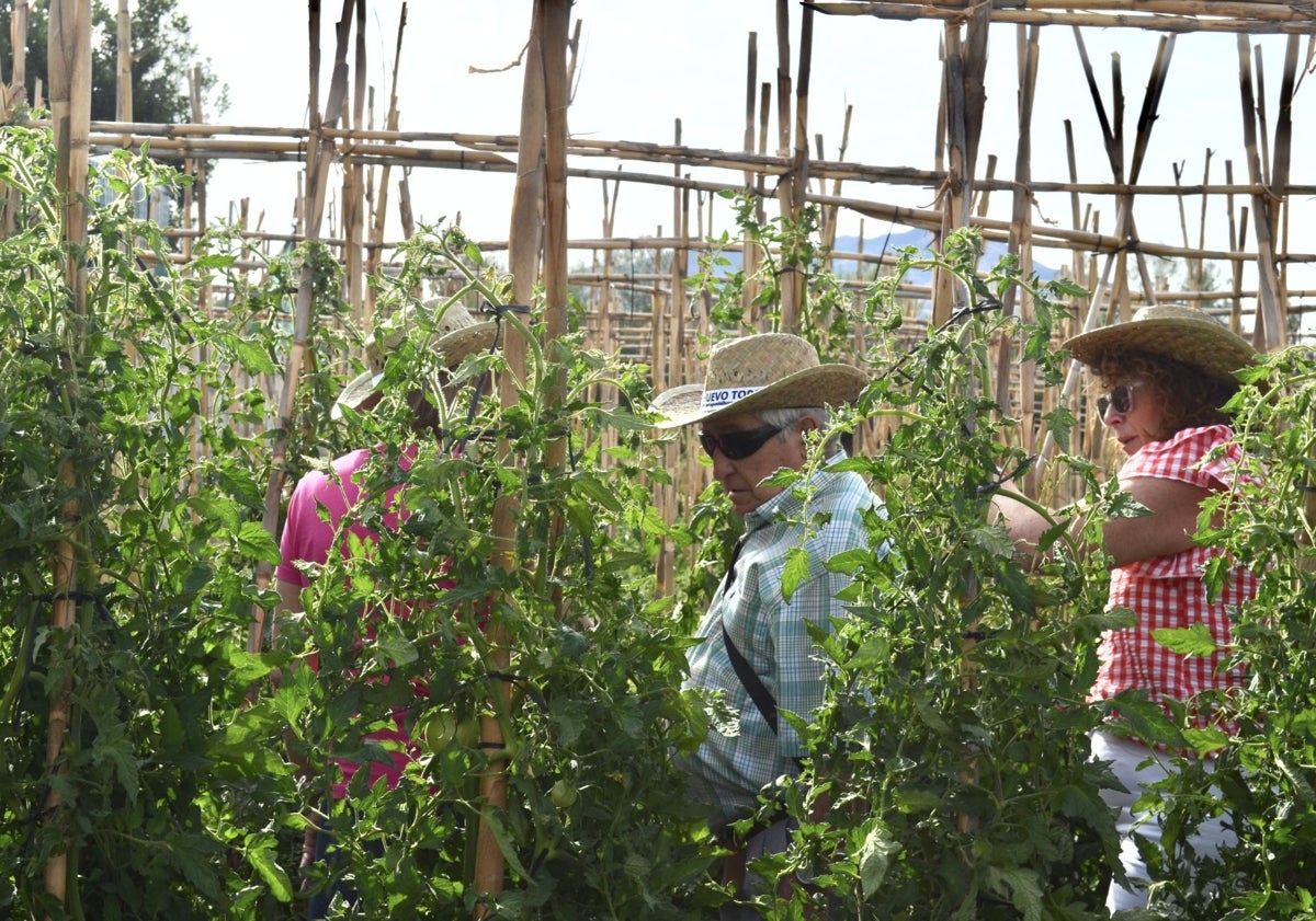 Imagen principal - Visita a la finca para dar comienzo de la campaña del Tomate Huevo de Toro.