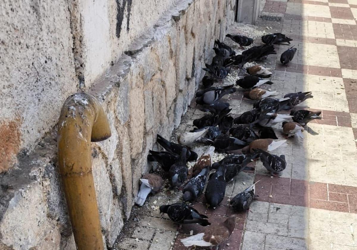 Palomas comiendo en la barriada de Las Flores.