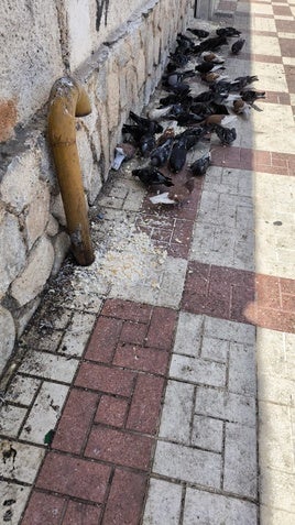 Palomas comiendo en la barriada de Las Flores.