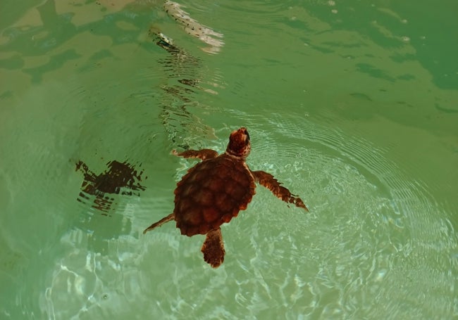 Suelta de las tortugas en las piscinas habilitadas para ellas en el acuario.