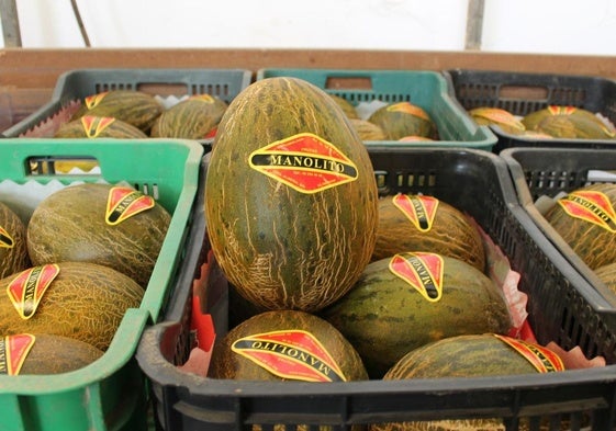 Los melones con la marca 'Manolito' llevan distribuyéndose desde El Morche desde hace 45 años.