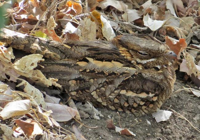 Esta especie se camufla perfectamente en el suelo de los campos secos.