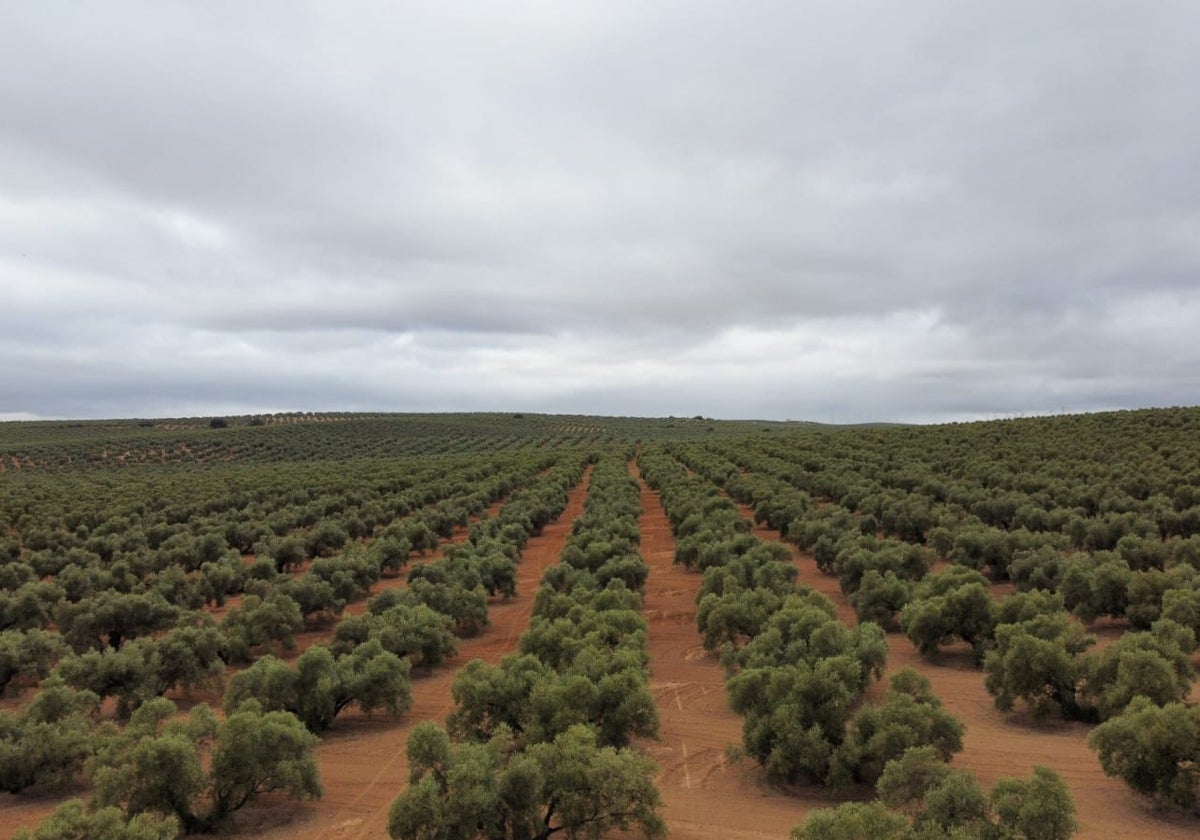 Una vista panorámica a una finca de olivos en la zona norte de la provincia.