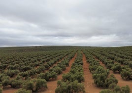 Una vista panorámica a una finca de olivos en la zona norte de la provincia.