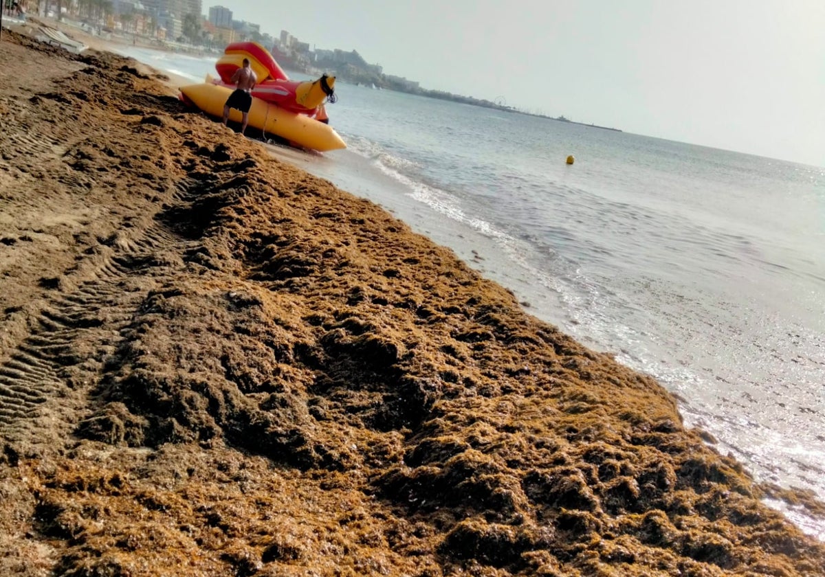 Vista de una de las playas afectadas por la llegada del alga invasora.