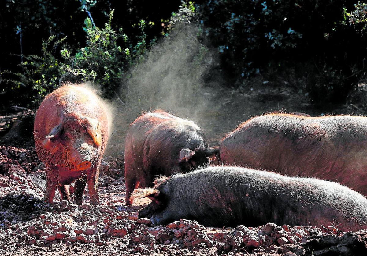 Explotación de cerdos ibéricos en la Serranía de Ronda.