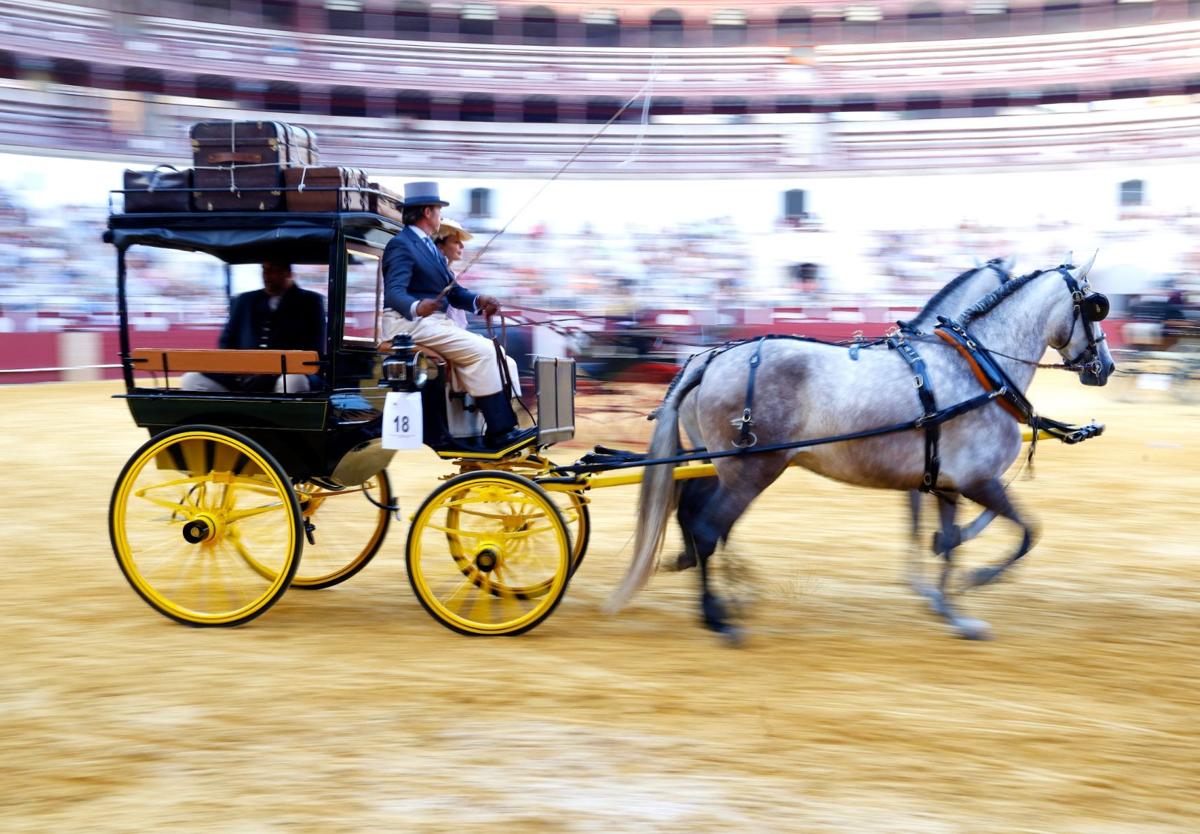 El Concurso de Enganches de Caballos anticipa la feria en La Malagueta