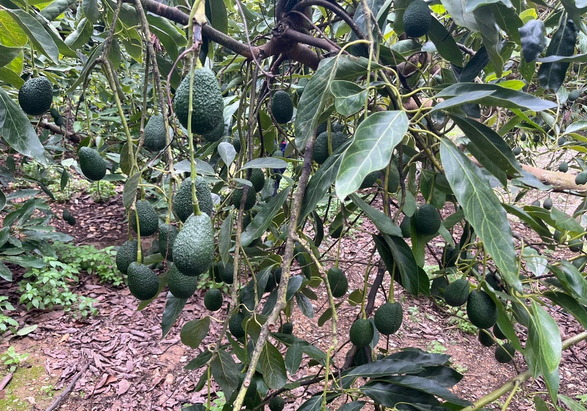 Imagen de una finca de aguacates en la comarca de la Axarquía.