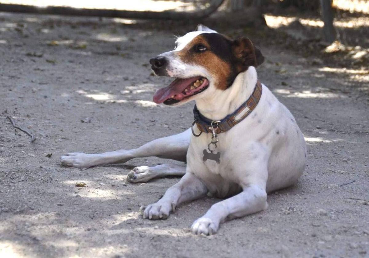 La Protectora de Málaga pide latas de comida para perros y gatos enfermos