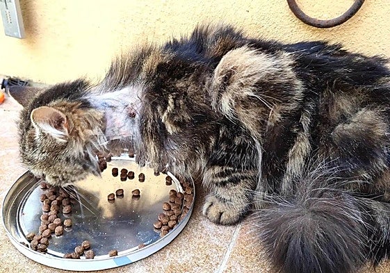 Uno de los gatos del municipio, víctima de los actos vandálicos.
