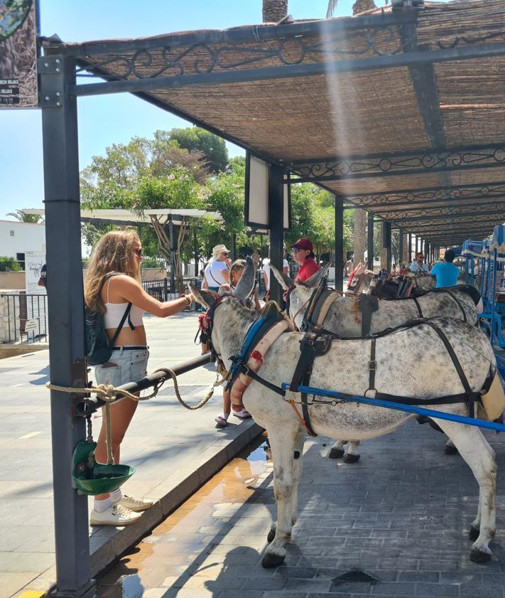 Imagen secundaria 2 - Tensión entre arrieros y animalistas en la protesta para reclamar el fin del burro taxi en Mijas