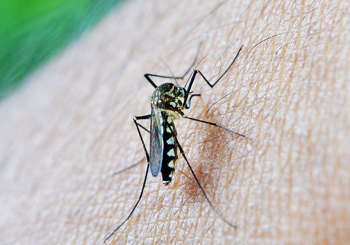 El virus del Nilo se contagia a través de picaduras de mosquitos.
