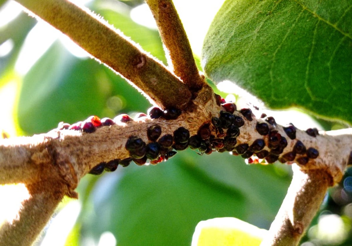 Imagen de la 'parasaissetia nigra', una plaga que afecta al cultivo del chirimoyo.