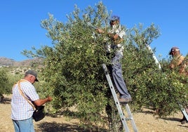 Varias personas durante la recolecta de la DOP Aceituna Aloreña de Málaga.