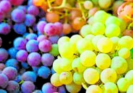 Nuevas variedades de uvas en la D.O. Rueda
