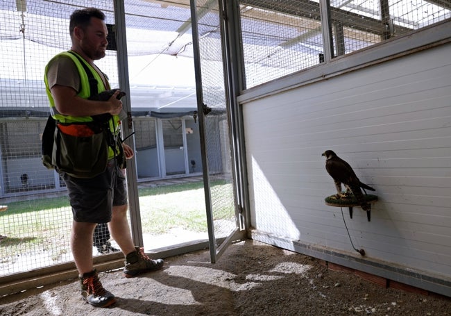 Las aves viven bajo los máximos cuidados para su bienestar.