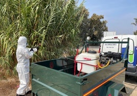 Trabajos de fumigación en la ribera del Guadalhorce, en Alhaurín de la Torre.