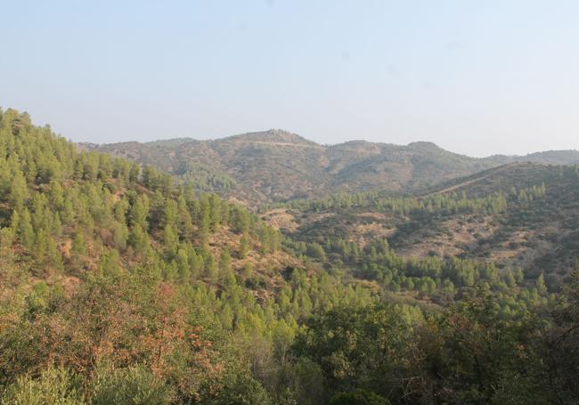 Vista panorámica del monte público de La Alhajuela