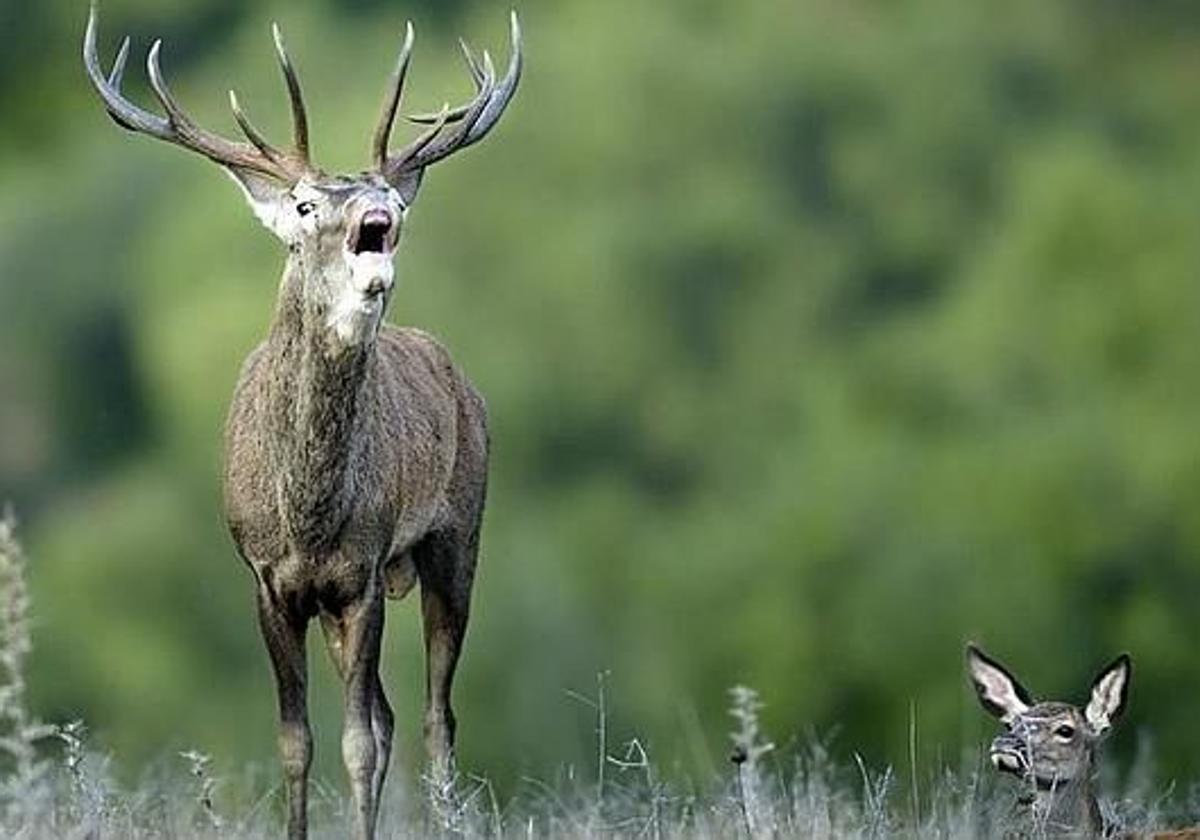 Un ciervo macho emite el bramido conocido como berrea.