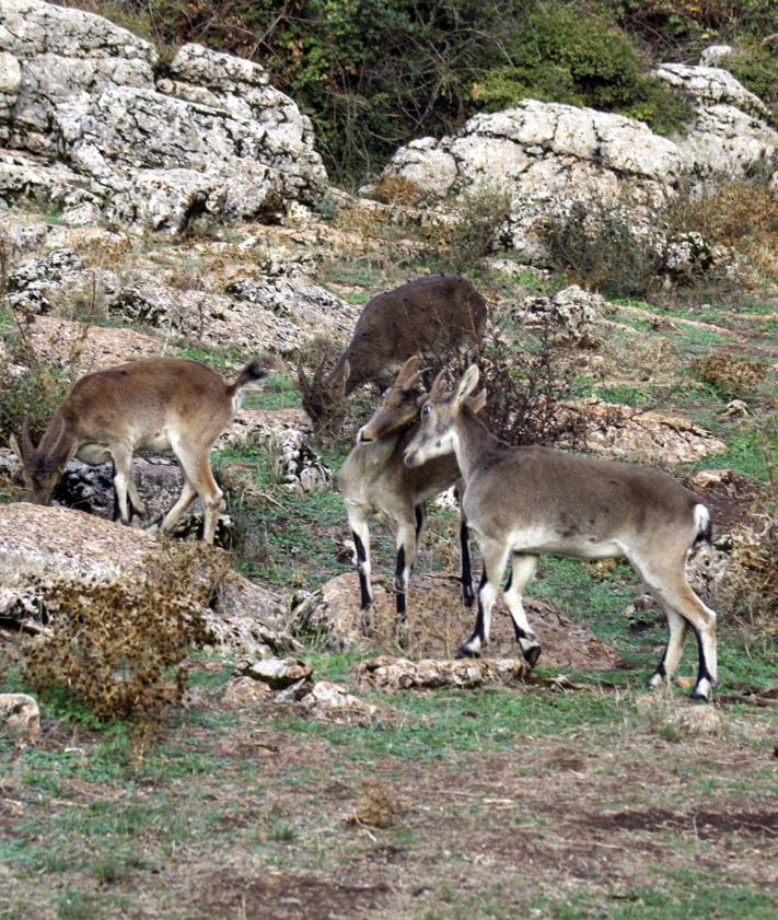 Imagen secundaria 2 - Los sonidos del otoño en las montañas de Málaga: de la berrea del ciervo al celo de la cabra montés