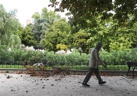 Un hombre pasa junto a la rama caída de un árbol a causa de la borrasca 'Aitor' que ha traído fuertes rachas de viento.