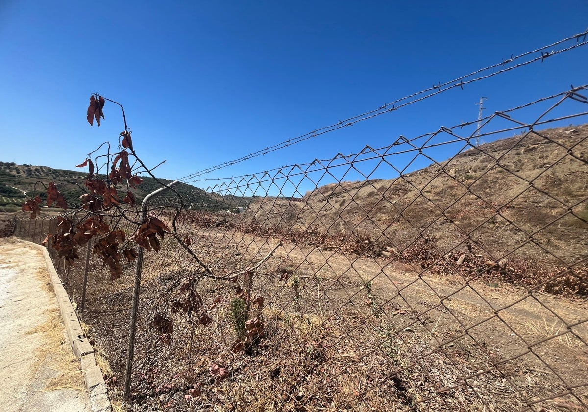 Imagen de una finca de aguacates de la Axarquía con los árboles secos y arrancados por la sequía.