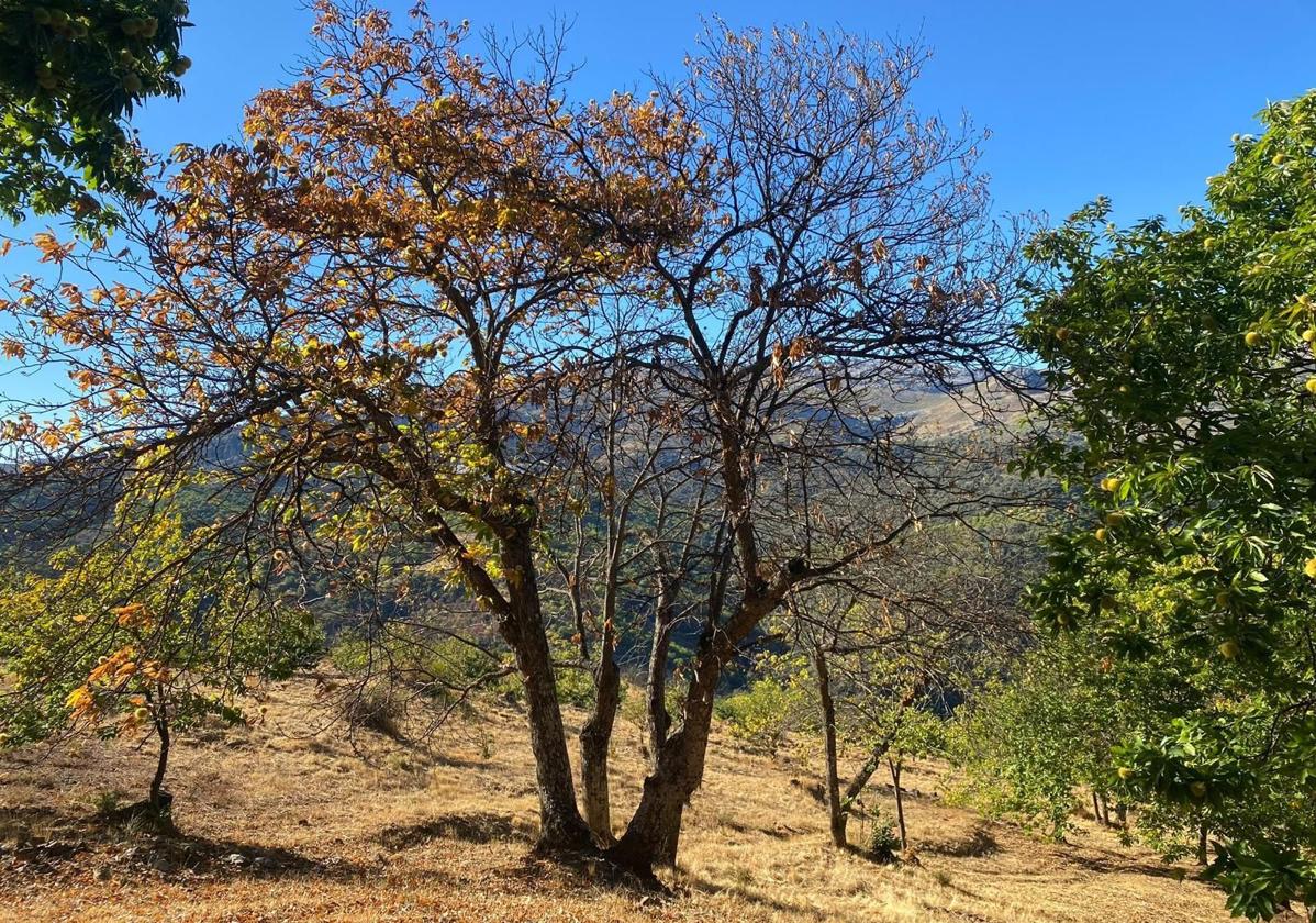 Un árbol seco.