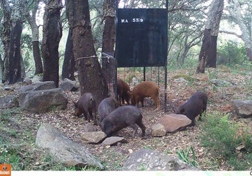 ¿Y qué se hace con la carne de los jabalíes que se capturan en las tareas de control?