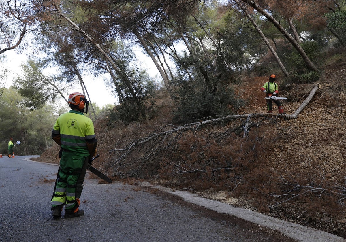 Los efectivos de la empresa Perica trabajan continuamente en la seguridad de los montes y parques saneando y retirando árboles secos.