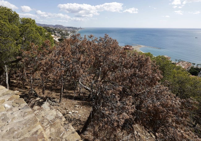 Masas secas contrastan con otras más verdes en el entorno del mirador de Gibralfaro.